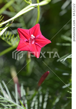 Luciferous (red rush) 8412122