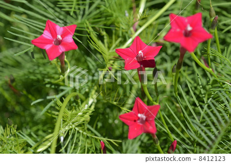 Luciferous (red rush) 8412123