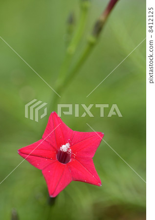 路邊的（紅色的） 8412125