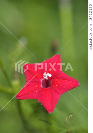 路邊的（紅色的） 8412126