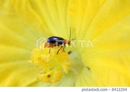 Flower of loofah and Urihamushi Flower of loofah and Urihamushi 8412204
