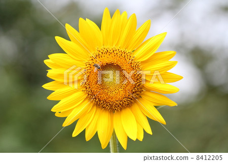 sunflower sunflower 8412205