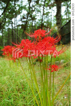 Autumn field flowers · Higa buns blooming in pine trees · Vertical position drawn Autumn field flowers · Higa buns blooming in pine trees · Vertical position drawn 8412633