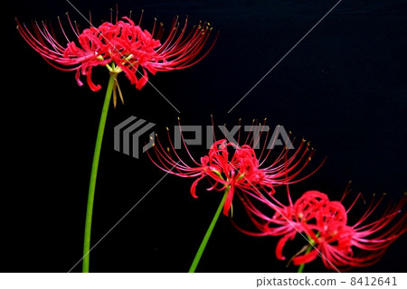 秋天的花朵·哈納花3朵花·黑色背側位置 秋天的花朵·哈納花3朵花·黑色背側位置 8412641