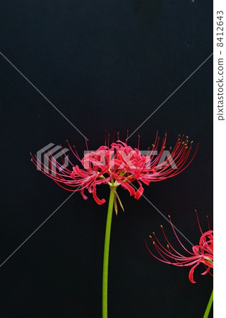 秋田花 Higanbana花一輪 黑背垂直位置 照片素材 圖片 圖庫