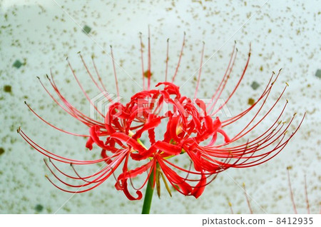 Heavenly flowers · Flowers of Higanbana · One wheel · Golden leaves white paper Japanese paper back side position overhead 8412935