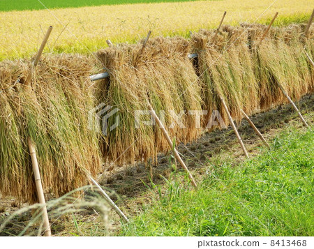 稻草乾燥 8413468