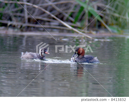 Parent and child of Kaizuburi 8413832