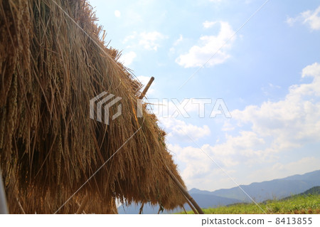 新掛米飯 8413855