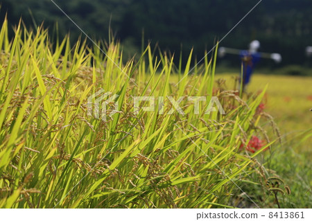 稻草人和米飯和稻草人 8413861