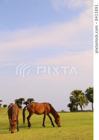 開普敦的野馬 8413891