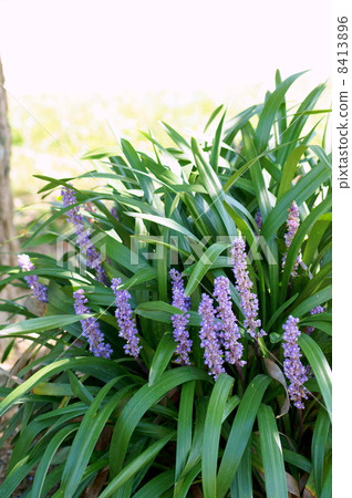 Yaburan鮮花盛開在樹蔭下(又名Lilliope,夏季穆斯卡里) Yaburan鮮花盛開在樹蔭下(又名Lilliope,夏季穆斯卡里) 8413896