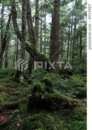 Shirakawa Pond 8413967