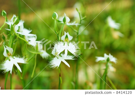 Sagisou的花和芽以類似罕見形式的花的形式·Shirasagi多重·橫向位置 8414120
