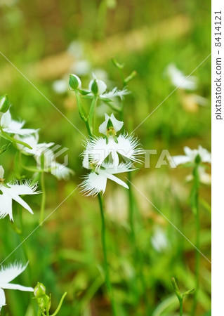 Sagisou的花和芽以類似異常形式花的形式·Shirasagi·垂直位置 8414121