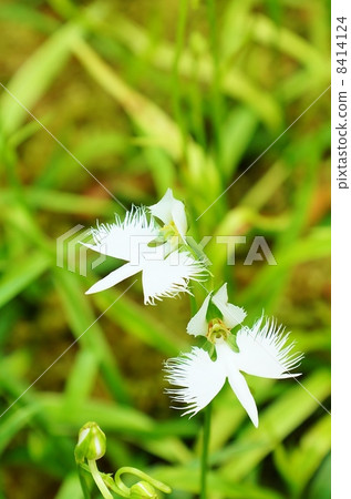 Sugisou的兩朵花,形狀類似於稀有形狀的花·Shirasagi·垂直位置 Sugisou的兩朵花,形狀類似於稀有形狀的花·Shirasagi·垂直位置 8414124