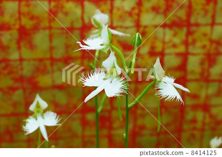 Sagisou的花和芽的形狀類似於不尋常形狀的花·Shirasagi·紅色Kani日本紙背側位 8414125