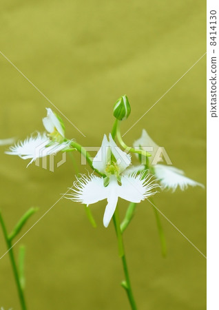 Sagisou的花和芽的形狀類似於不尋常形狀的花·Shirasagi·Kani日本紙背垂直位置 8414130