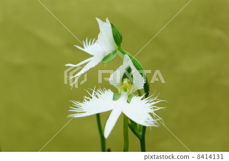 Uncommon shaped flower · Flower of Sagisou similar in shape to Shirasagi 2 · Kimono paper back lateral position up Uncommon shaped flower · Flower of Sagisou similar in shape to Shirasagi 2 · Kimono paper back lateral position up 8414131