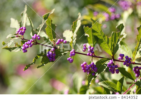 Murasaki Shikibu Murasaki Shikibu 8414352