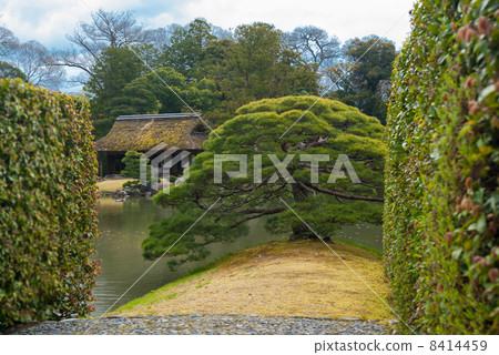 Katsura Rikyu Sumiyoshi的松樹 8414459