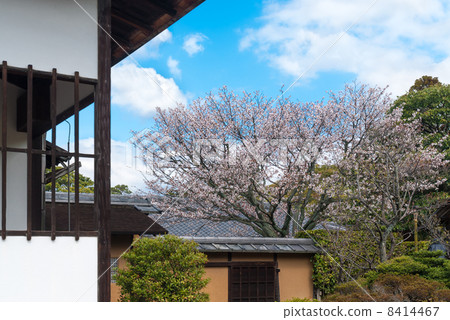 Katsura Rikyu Sakura 8414467