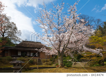 Katsura Remembrance Laugh and the Cherry Blossoms 8414474