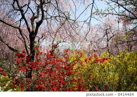 Weeping cherry, Forsythia, Japanese cedar 8414484