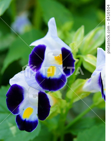 Torenia (Purple Moon): Natsu Millet 8416504