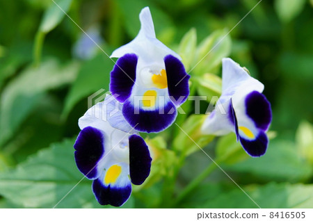 Torenia (Purple Moon): Natsu Millet 8416505