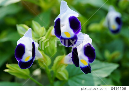 Torenia（紫月）：Natsu Millet 8416506