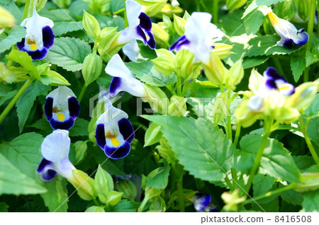 Torenia (Purple Moon): Natsu Millet 8416508