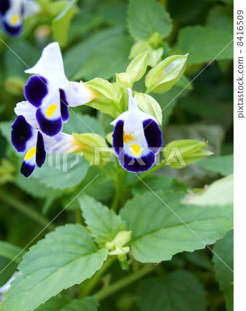 Torenia（紫月）：Natsu Millet 8416509