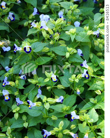 Torenia（紫月）：Natsu Millet 8416513