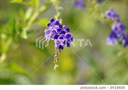 Duranta Takarazuka 8416600