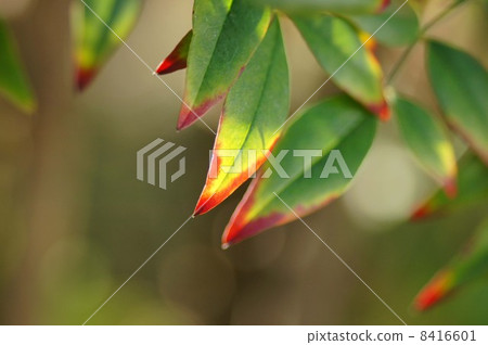 Southern sky leaves 8416601