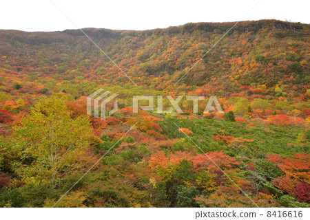 Shuheihei of autumn 8416616