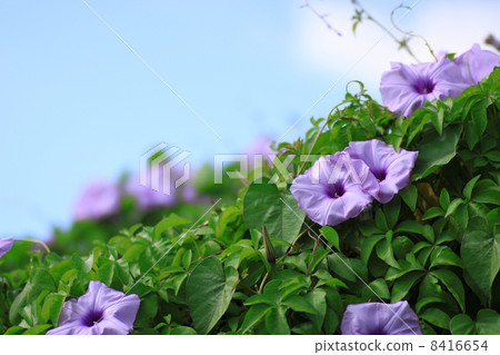 Morning Morning 8416654