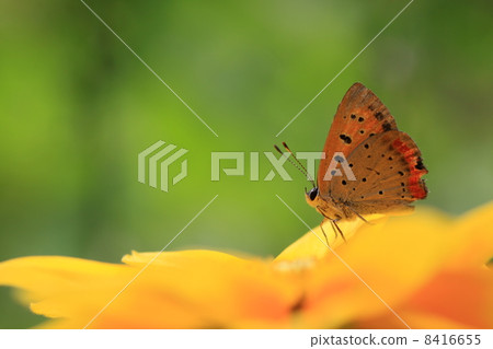 Orange sankimi Orange sankimi 8416655