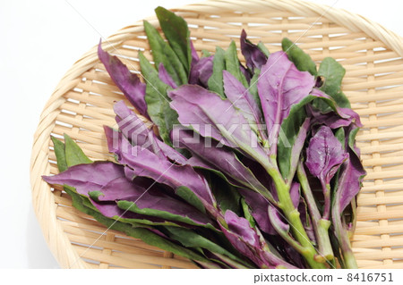 Kintoki grass Kintoki grass 8416751