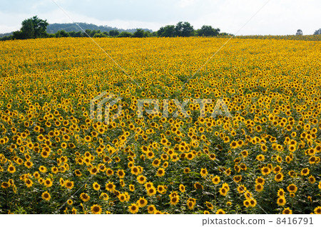 北龍町·Himawari no Sato 8416791