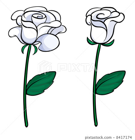 Two white roses Two white roses 8417174