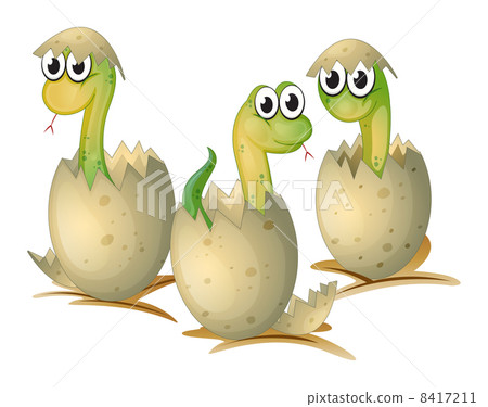 Three newly cracked eggs of a snake 8417211