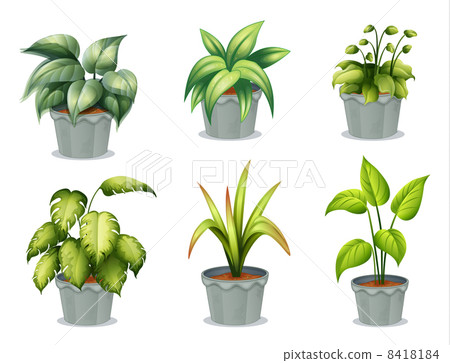 Six leafy plants with pot Six leafy plants with pot 8418184