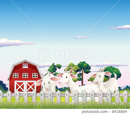Three goats inside the fence at the farm Three goats inside the fence at the farm 8418804