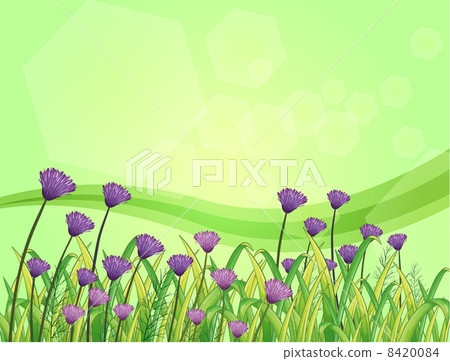 Violet flowers in the garden 8420084