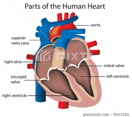 Parts of the heart Parts of the heart 8421583