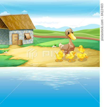 A family of duck near the river 8422483