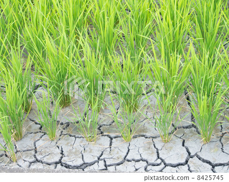 Paddy field of water shortage Paddy field of water shortage 8425745