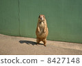 Prairie dog 8427148